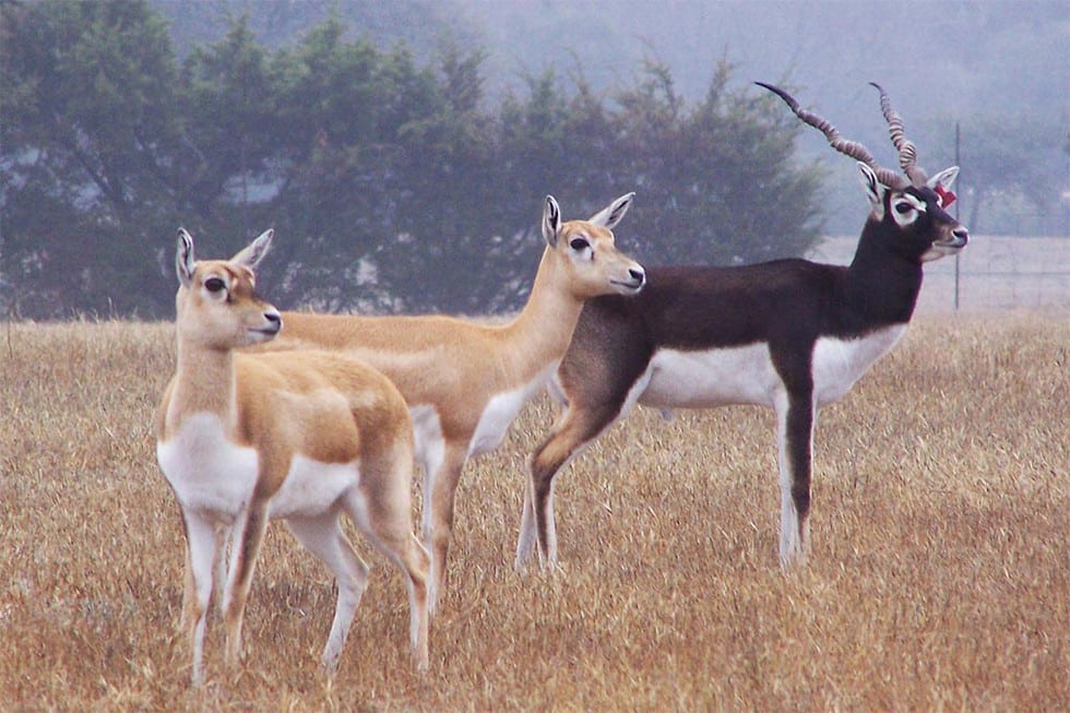 blackbucks running abohar wildlife sanctuary forest