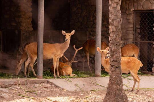 Wildlife spotting at ChattBir Zoo, a family-friendly place to visit in Patiala.