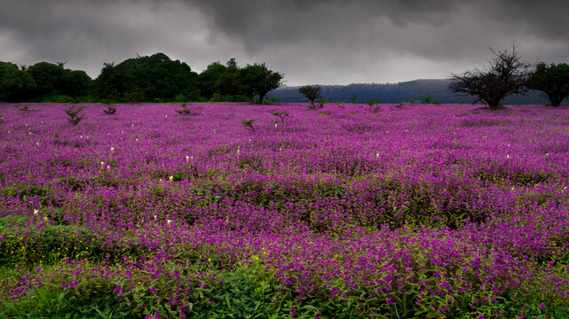 The UNESCO-listed Kaas Plateau is one of the most beautiful places to visit in Satara during monsoon.