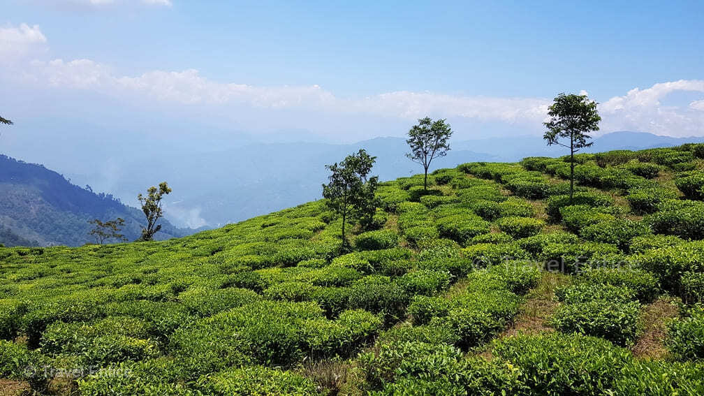 Lush green Peshok Tea Garden in Kalimpong with neat tea bushes stretching across hillsides