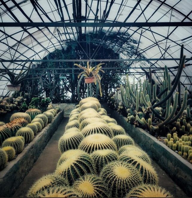 Terraced garden displaying thousands of exotic orchids and blooming flowers, must-visit places to visit Kalimpong for gardening enthusiasts