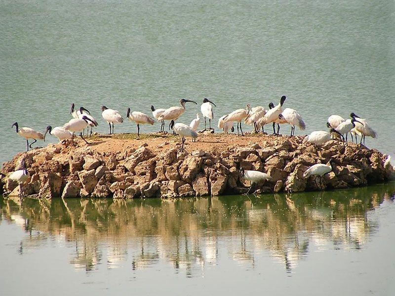 Porbandar Bird Sanctuary wetland area with migratory birds
