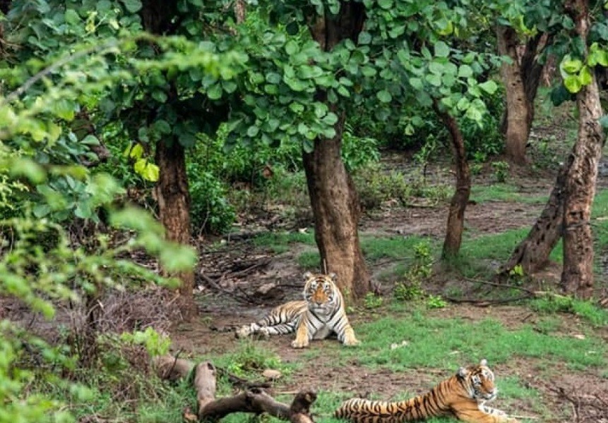 ramgarh vishdhari sanctuary wildlife habitat