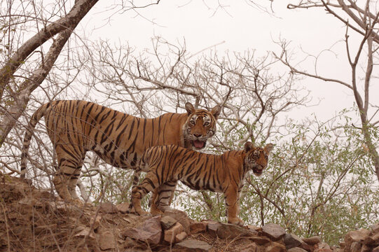 ranthambore tiger reserve safari jeep