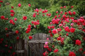 Vibrant Bathinda Rose Garden blooming with colorful roses and lush greenery for peaceful strolls