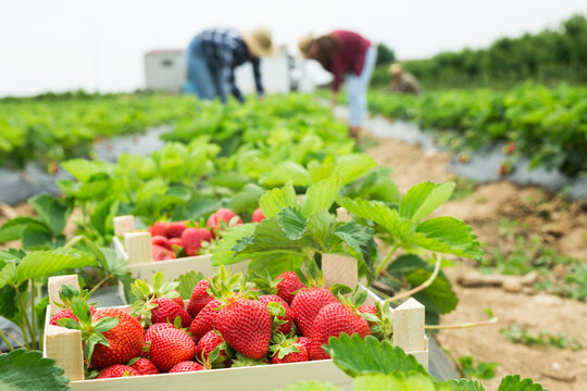 Visitors enjoying fresh strawberry picking at a farm near Satara and Mahabaleshwar