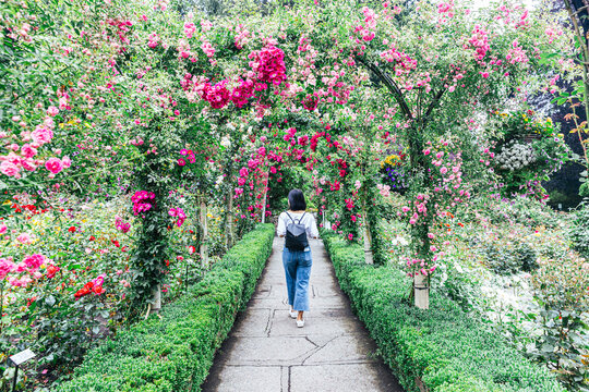 Leisurely walk through Bathinda Rose Garden featuring colorful flower beds and fragrant blooms