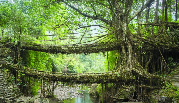 Ancient root bridge system woven across a stream in a dense forest, with moss covering the thick aerial roots