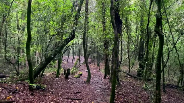 Dense, ancient forest with moss-covered stones and twisted tree roots, protected by Khasi beliefs, near Dawki