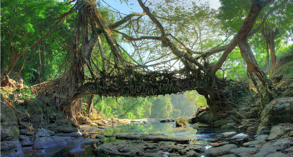 Single-living root bridge in Mawlynnong village, made of thick rubber tree roots woven across a small stream, with ferns and moss covering the sides, and a bamboo handrail tied above the roots