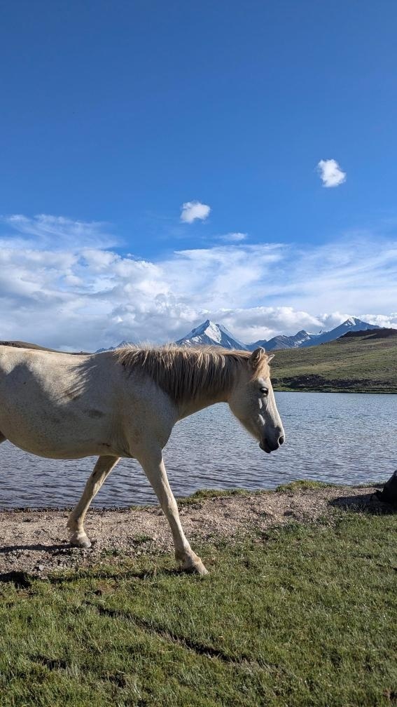 A white horse roaming freely along the shore of Chandratal Lake with snow-capped Himalayan peaks rising in the background under a vivid blue sky