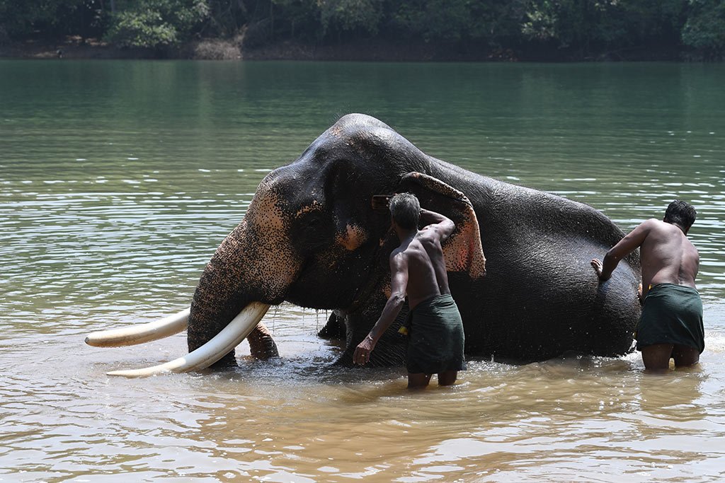 Bathe the Elephants