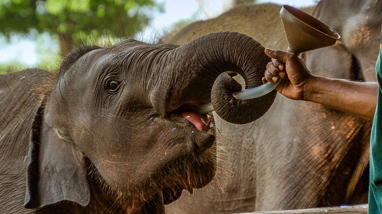 Feed the Elephants