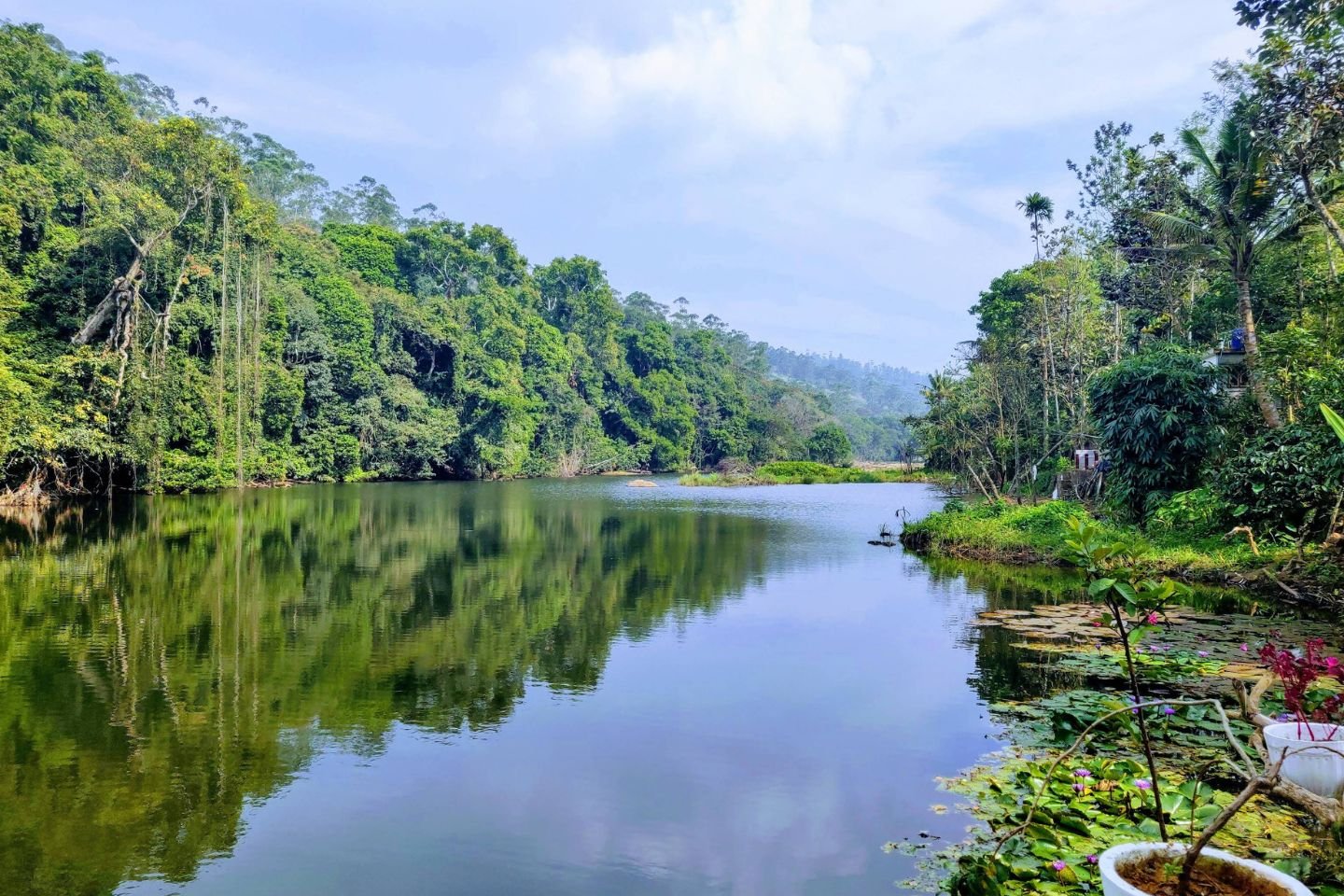 Periyar Forest