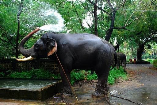 Punnathur Kotta