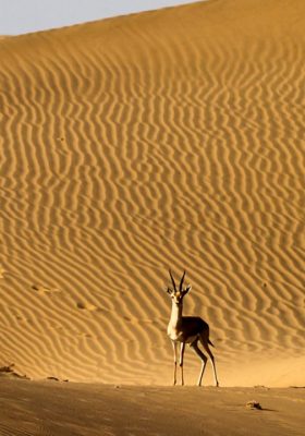 Wildlife sighting at Desert National Park near Jaisalmer
